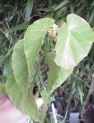 B. ‘Hocking Bugaboo ’